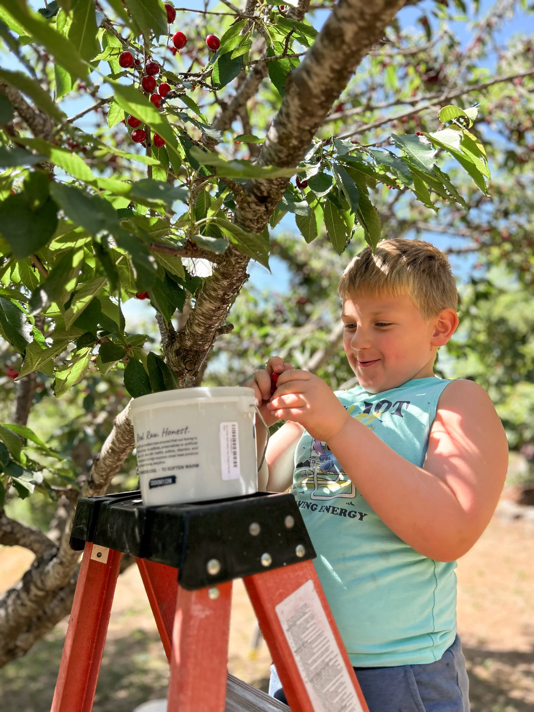 Boy picking cherries on latter